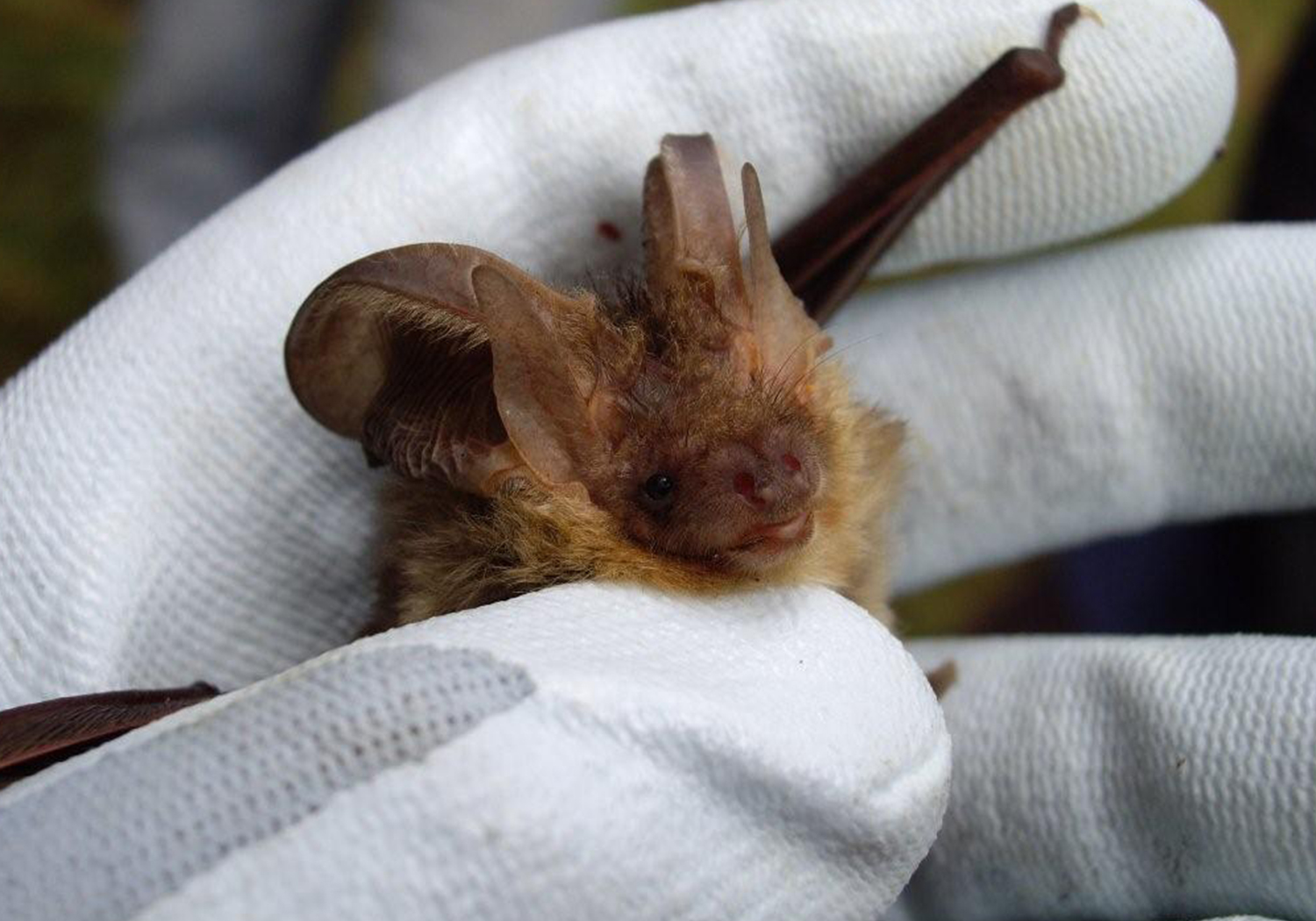 Old Stables and Bell Tower, Bawdsey, Suffolk