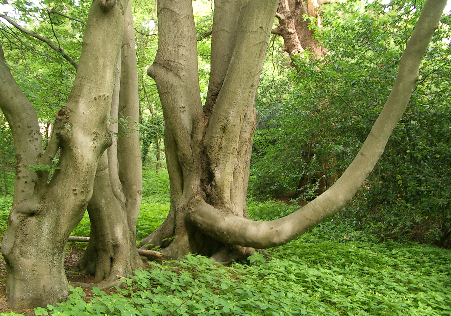 Whiteley Village, West Avenue