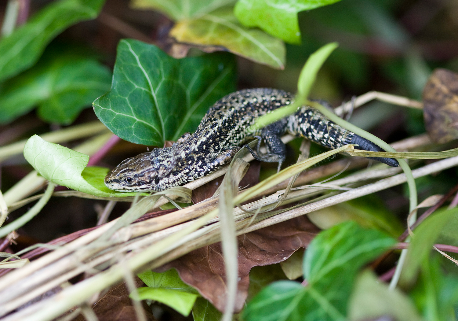 Sainsbury’s Sudbury