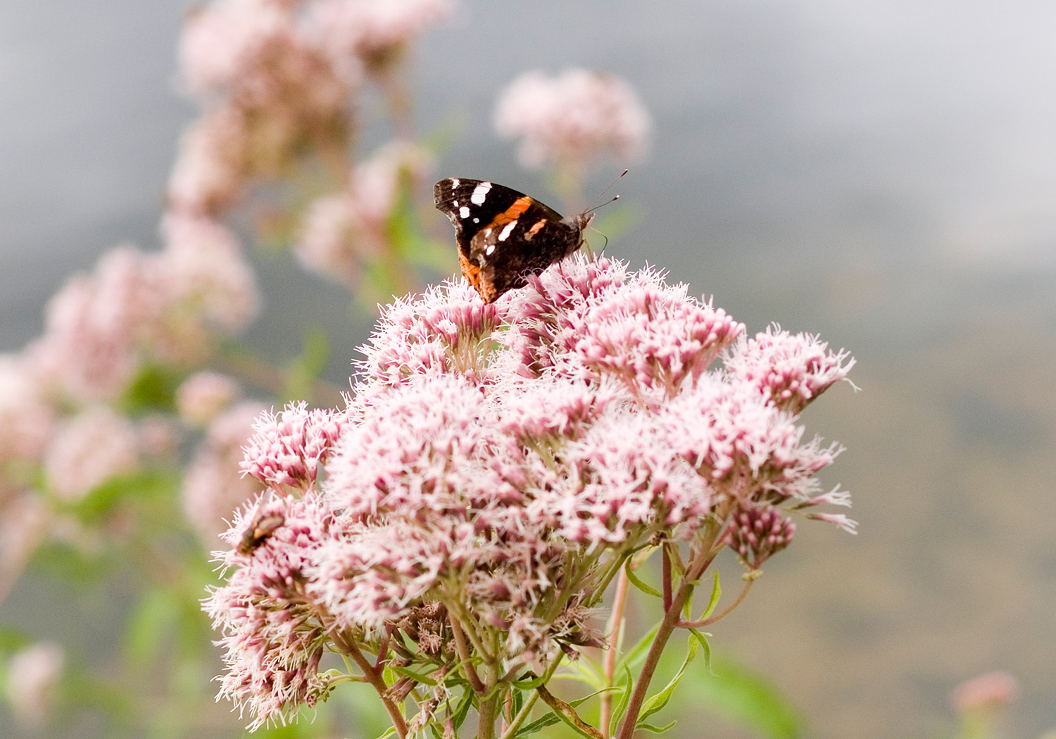 Oxborough Lakes, Norfolk