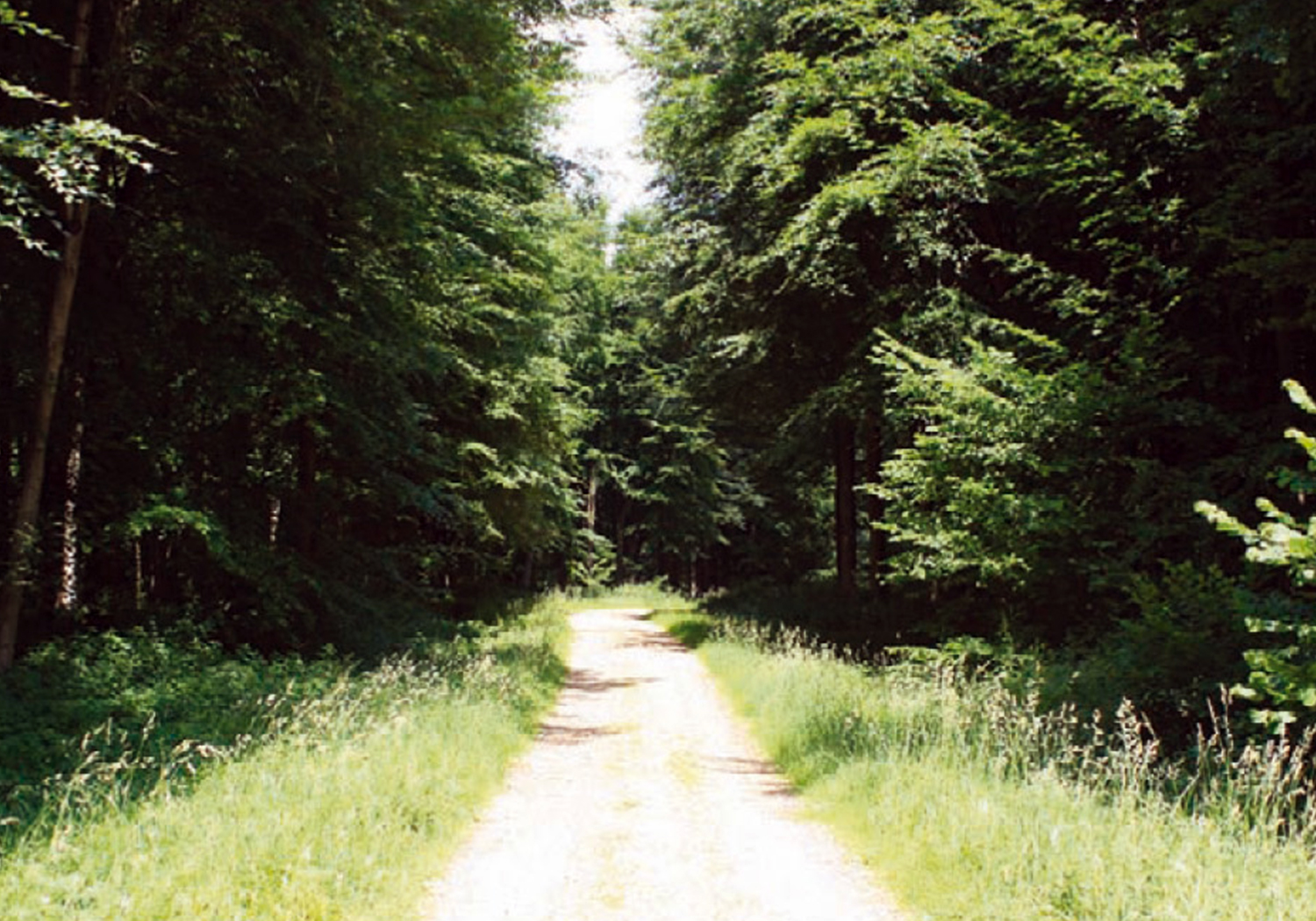 Blackwood Forest Holiday Village, Hampshire