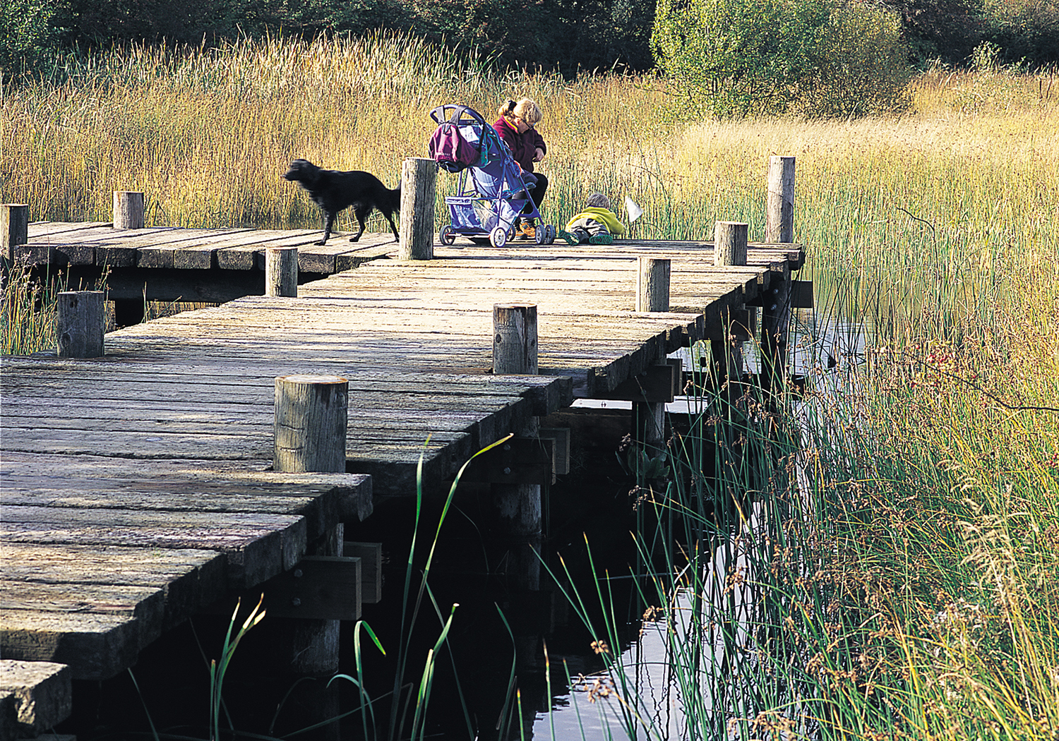 Marston Vale Millennium Country Park, Bedfordshire
